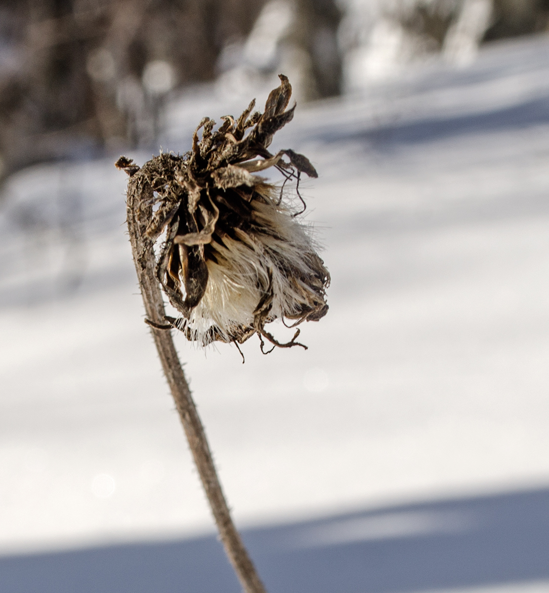 Image of Crepis sibirica specimen.