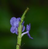 Stachytarpheta cayennensis. Верхушка соцветия. Танзания, автономия Занзибар, о-в Унгуджа, Central South Region, национальный парк \"Jozani Chwaka Bay\". 29.10.2018.