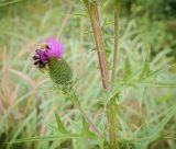 Cirsium vulgare