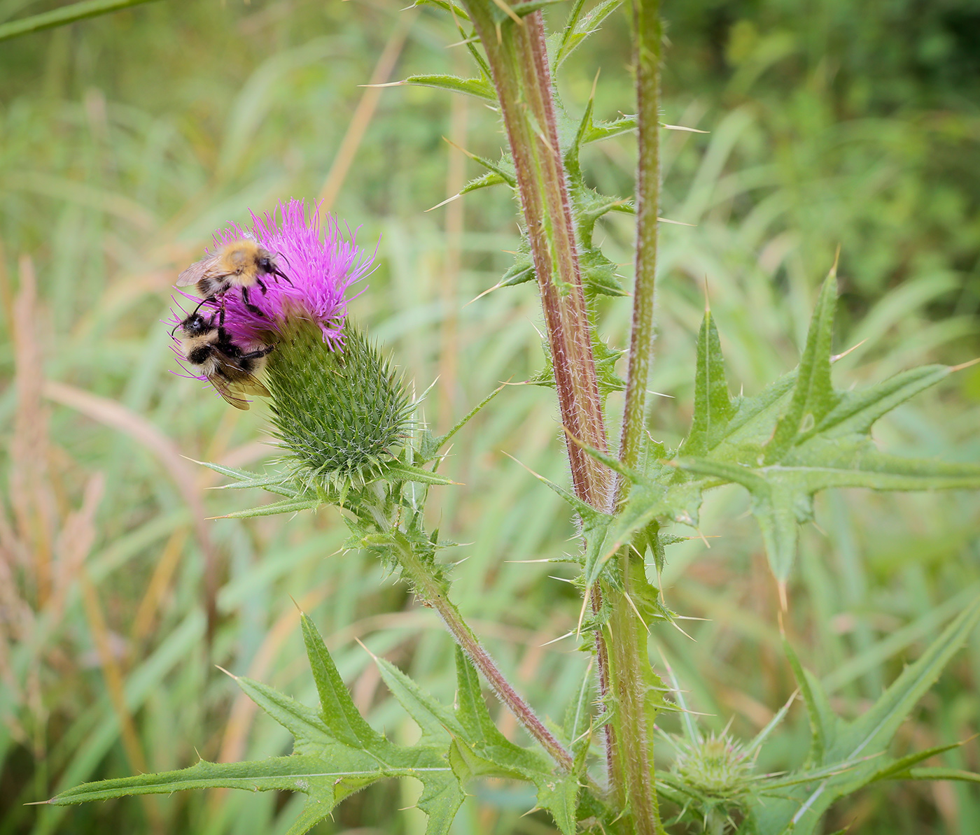 Изображение особи Cirsium vulgare.