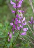 Image of taxon representative. Author is Алена Ручка