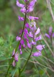 Polygala major