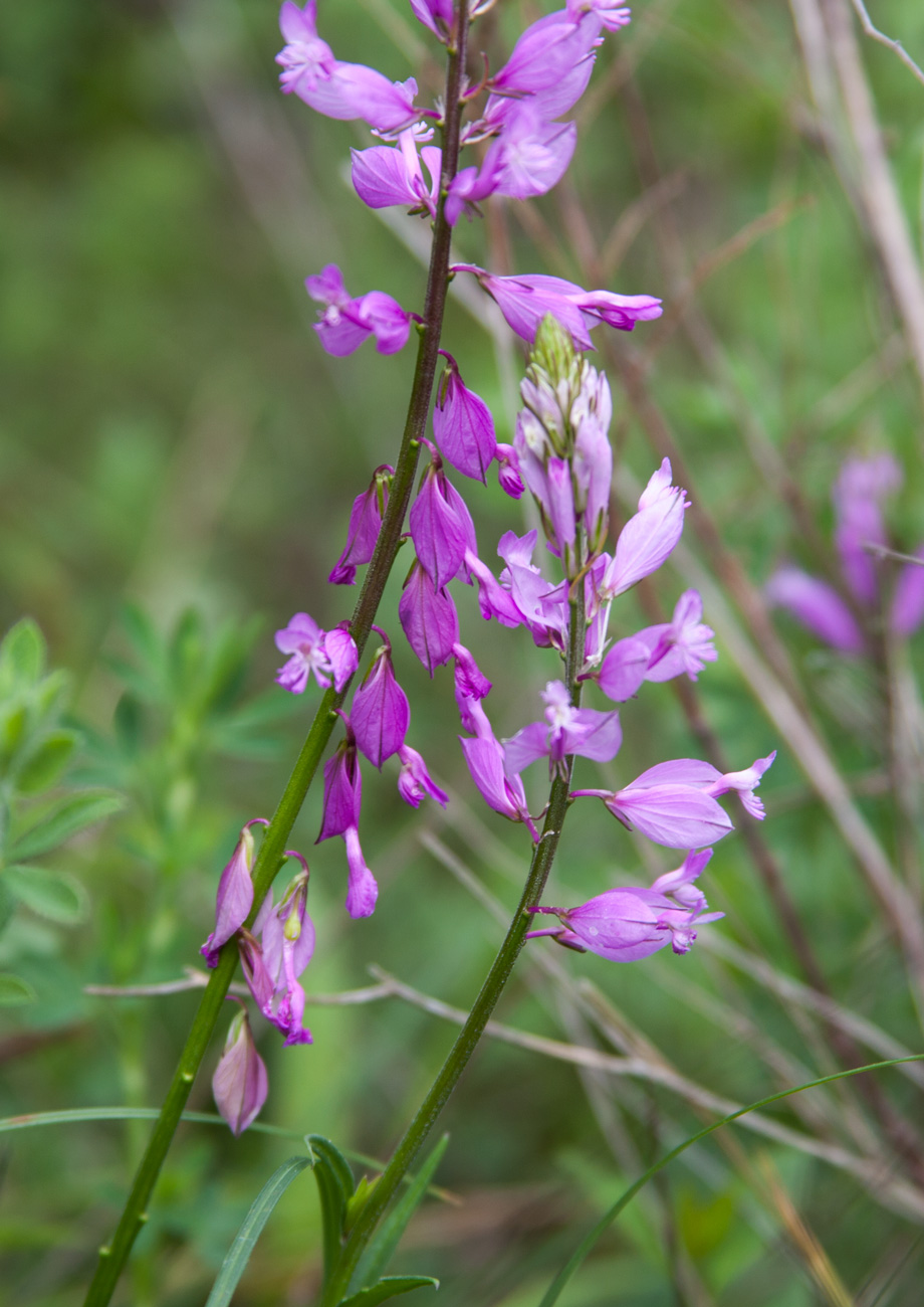 Image of Polygala major specimen.