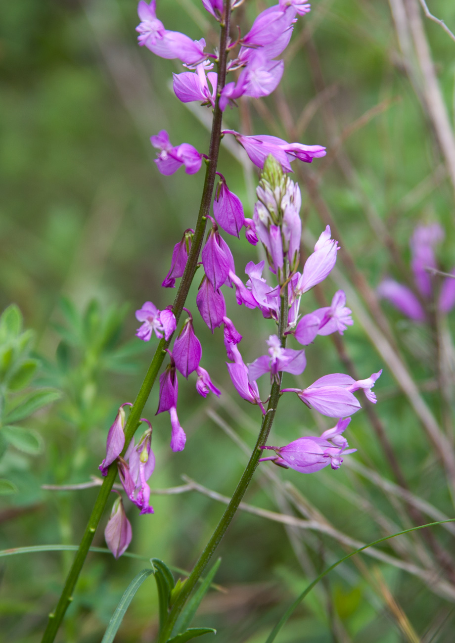 Изображение особи Polygala major.