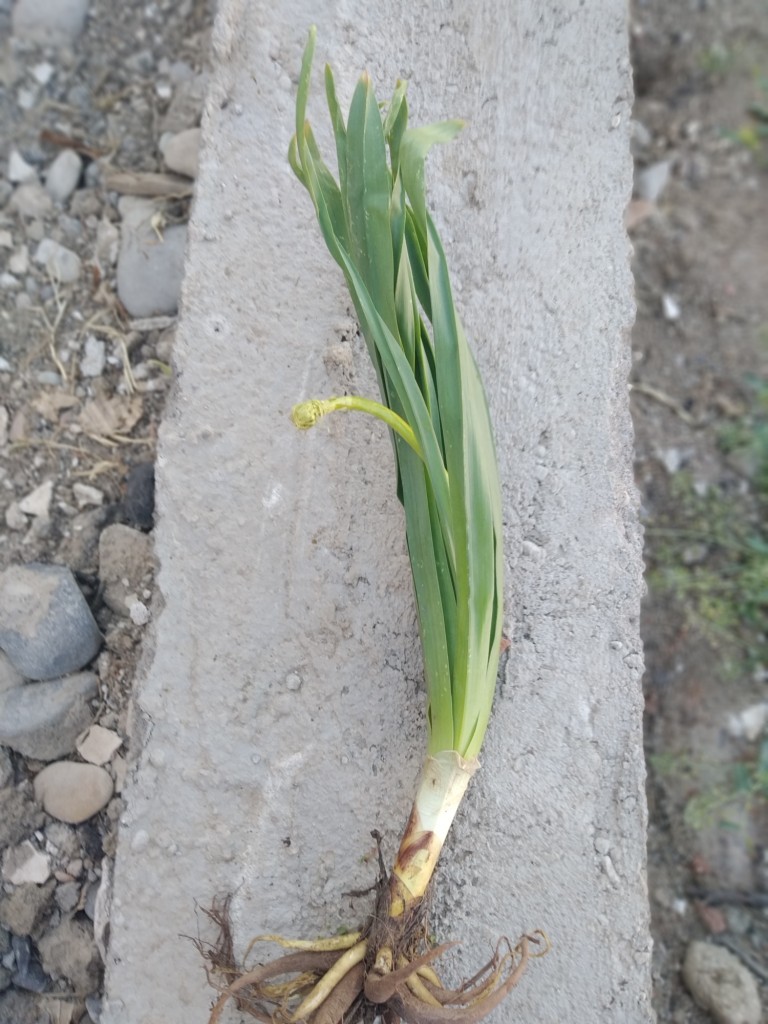 Image of Eremurus spectabilis specimen.