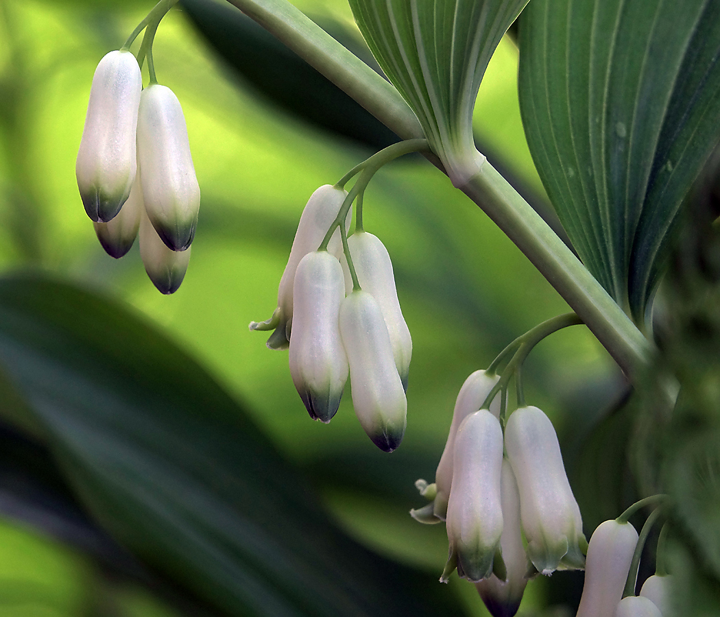 Image of Polygonatum multiflorum specimen.