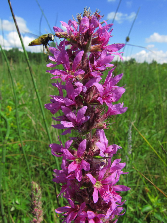 Image of Lythrum salicaria specimen.