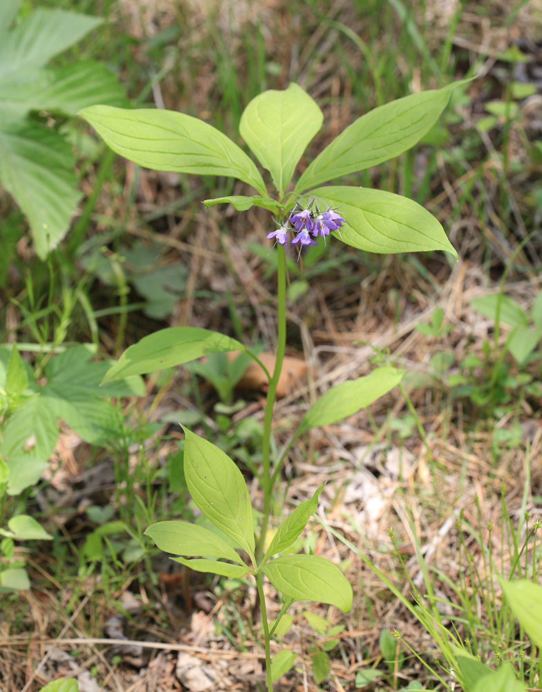 Изображение особи Brachybotrys paridiformis.