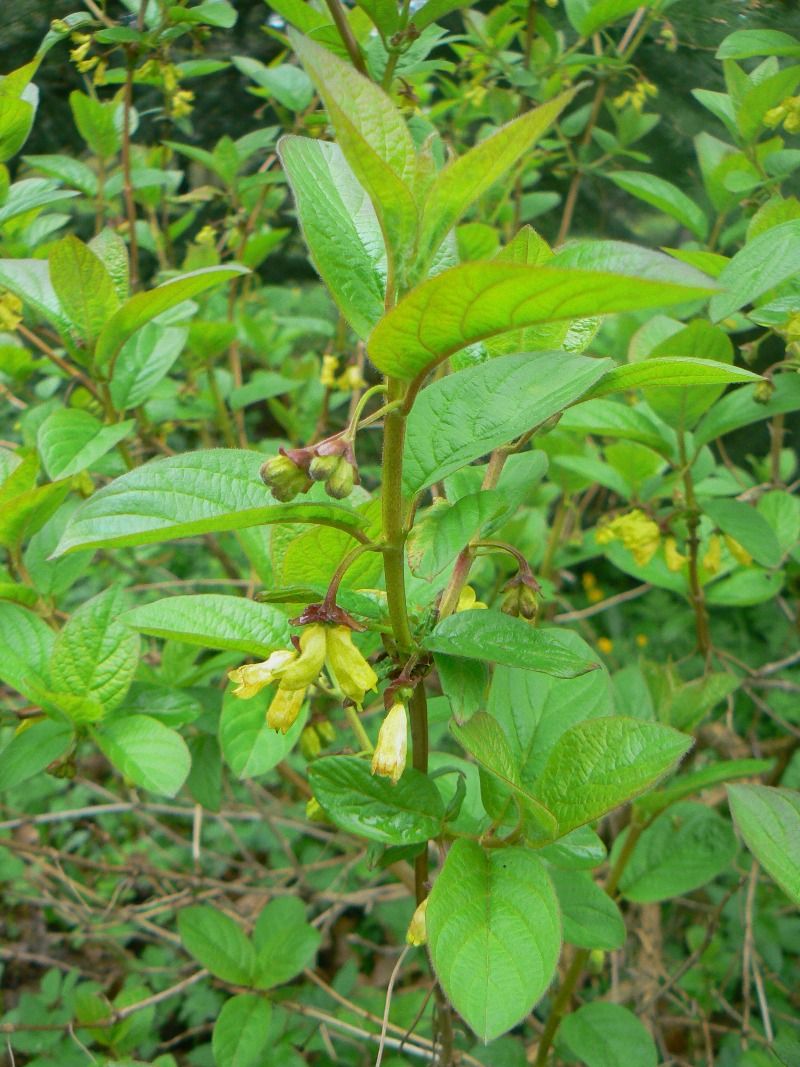 Image of Lonicera tolmatchevii specimen.