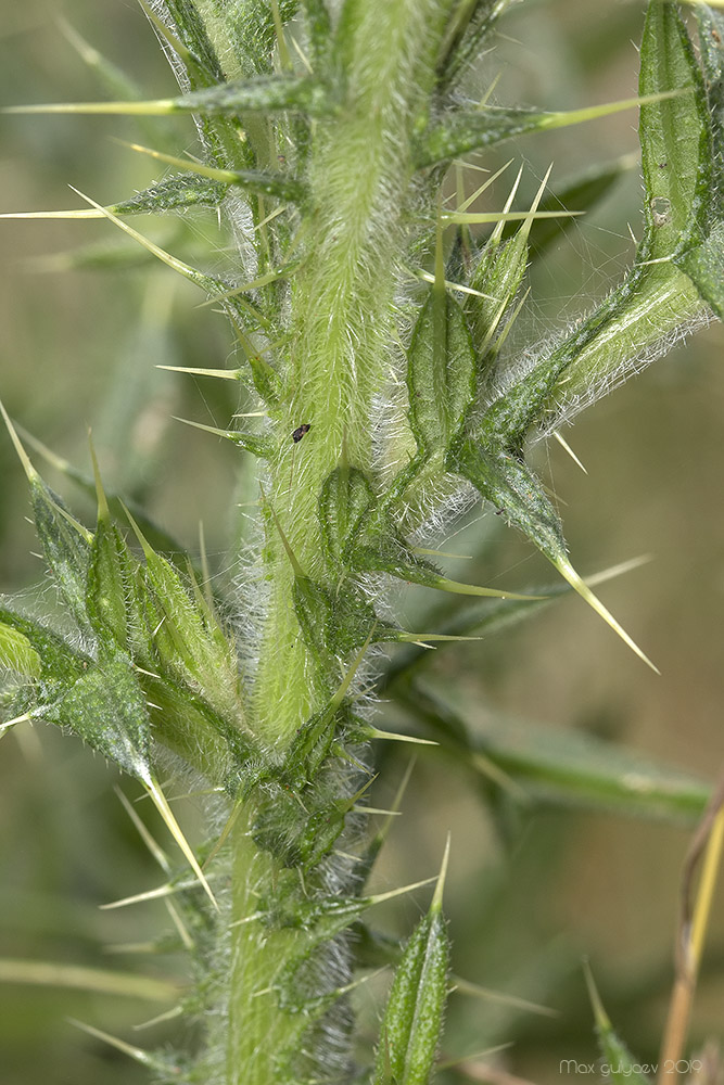 Изображение особи Cirsium serrulatum.