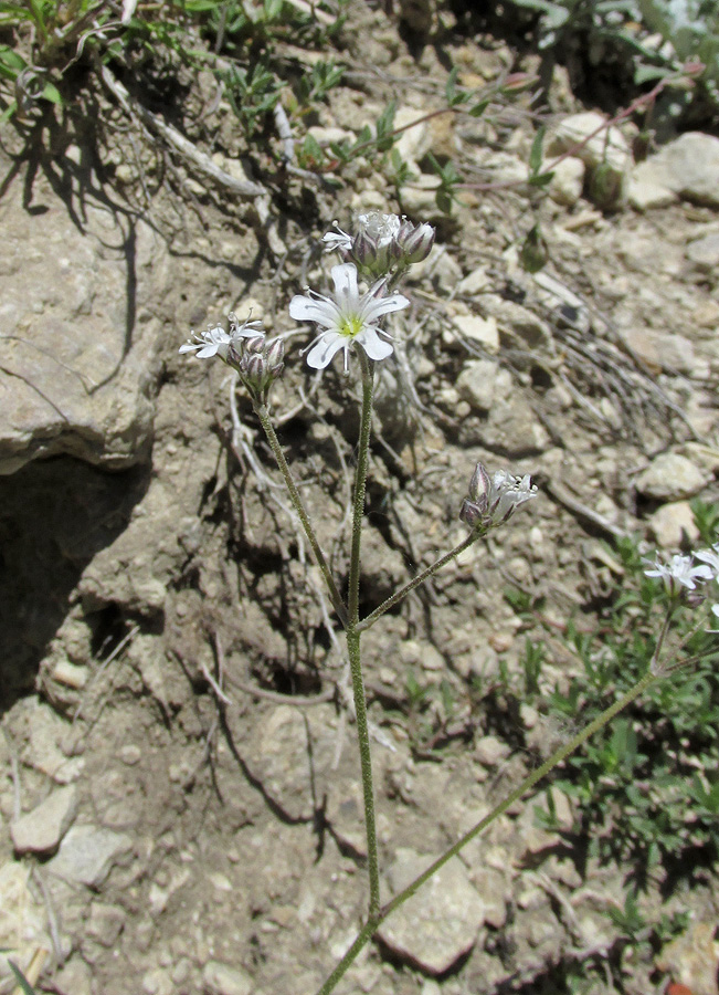 Изображение особи Gypsophila acutifolia.