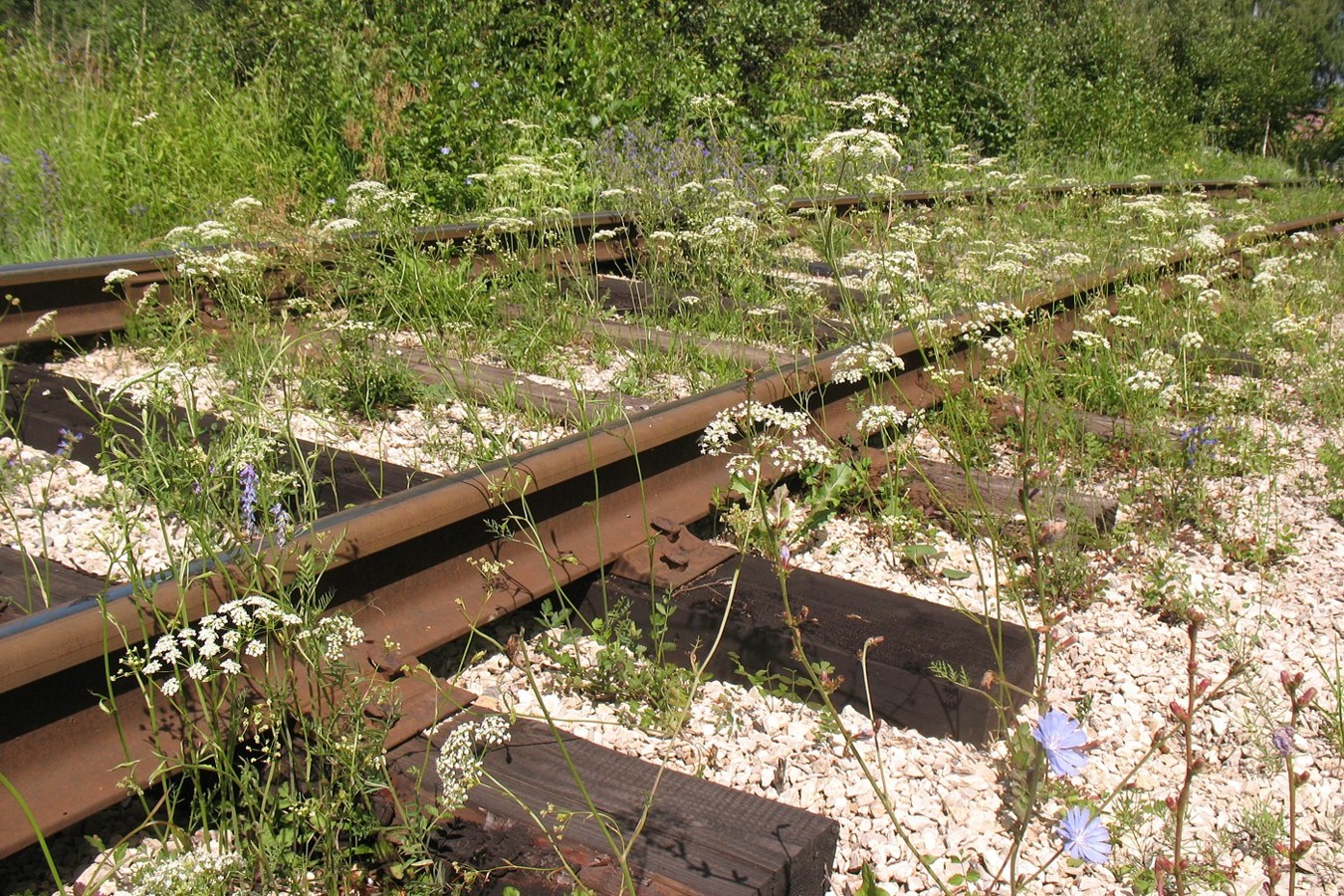 Image of Pimpinella saxifraga specimen.