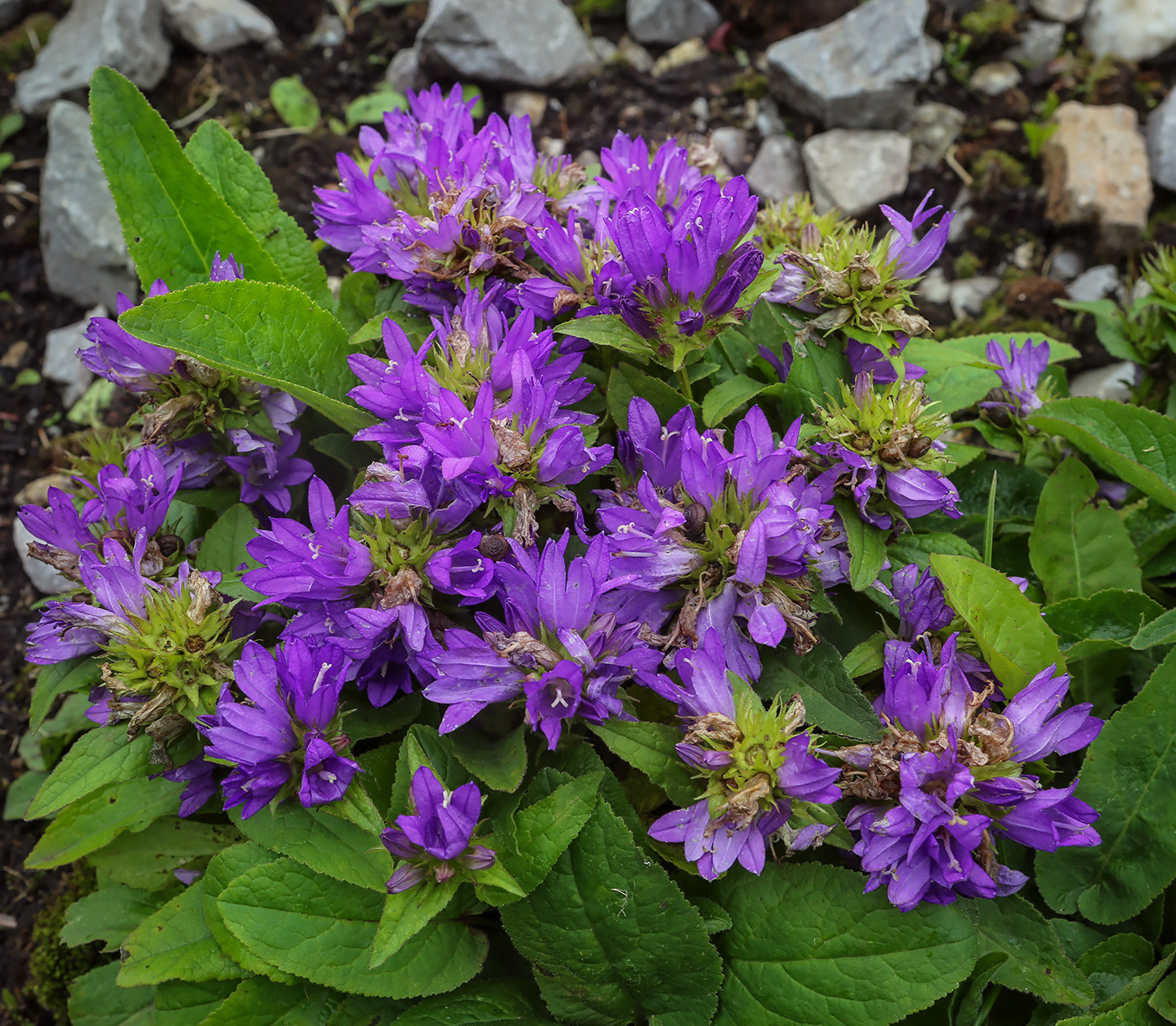 Изображение особи Campanula glomerata.