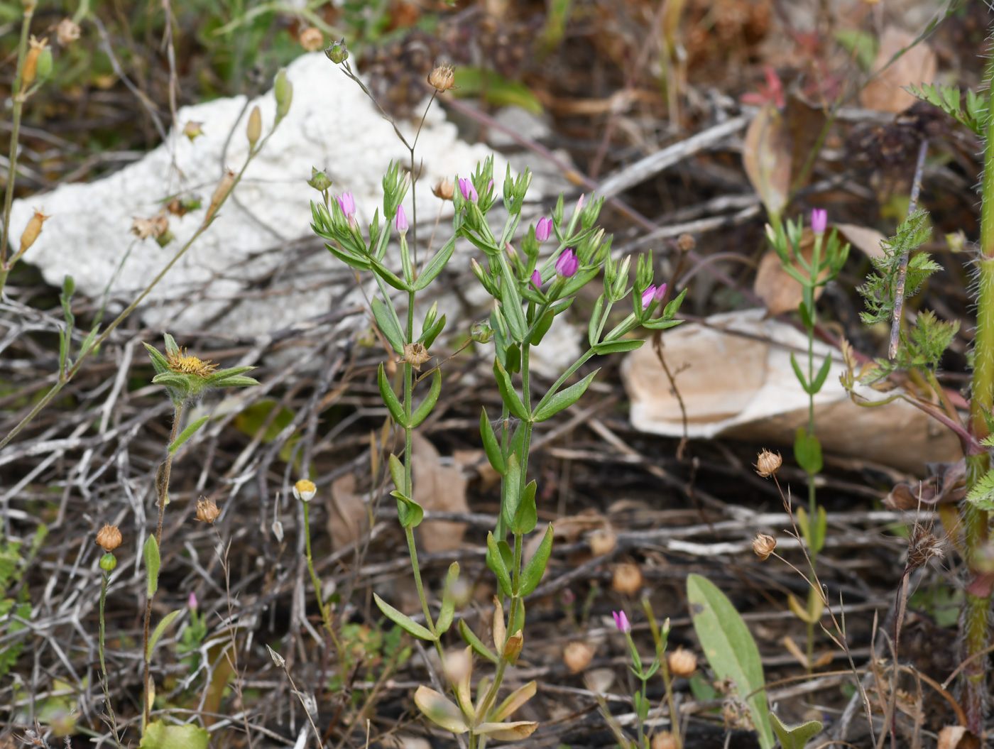 Изображение особи Centaurium tenuiflorum.