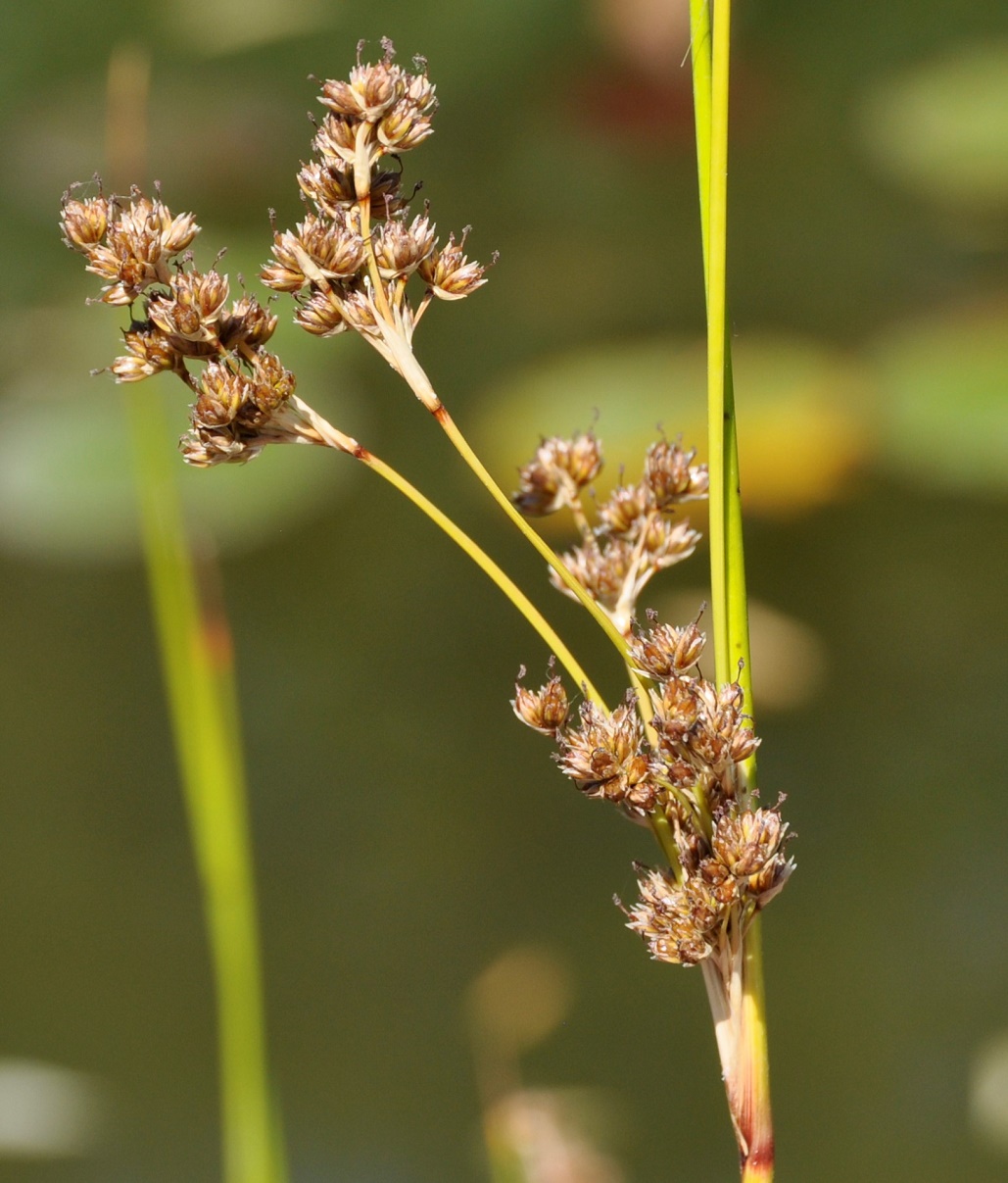 Изображение особи Juncus heldreichianus.