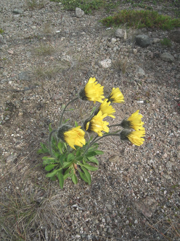 Изображение особи Hieracium alpinum.