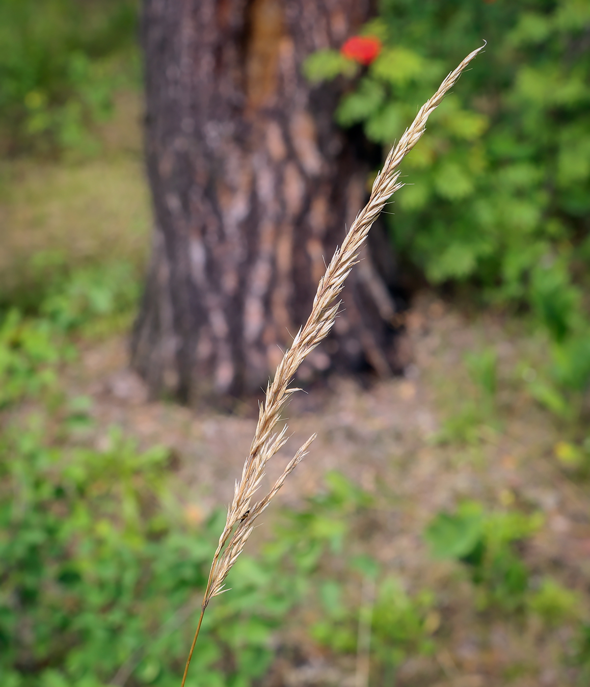 Image of Calamagrostis arundinacea specimen.