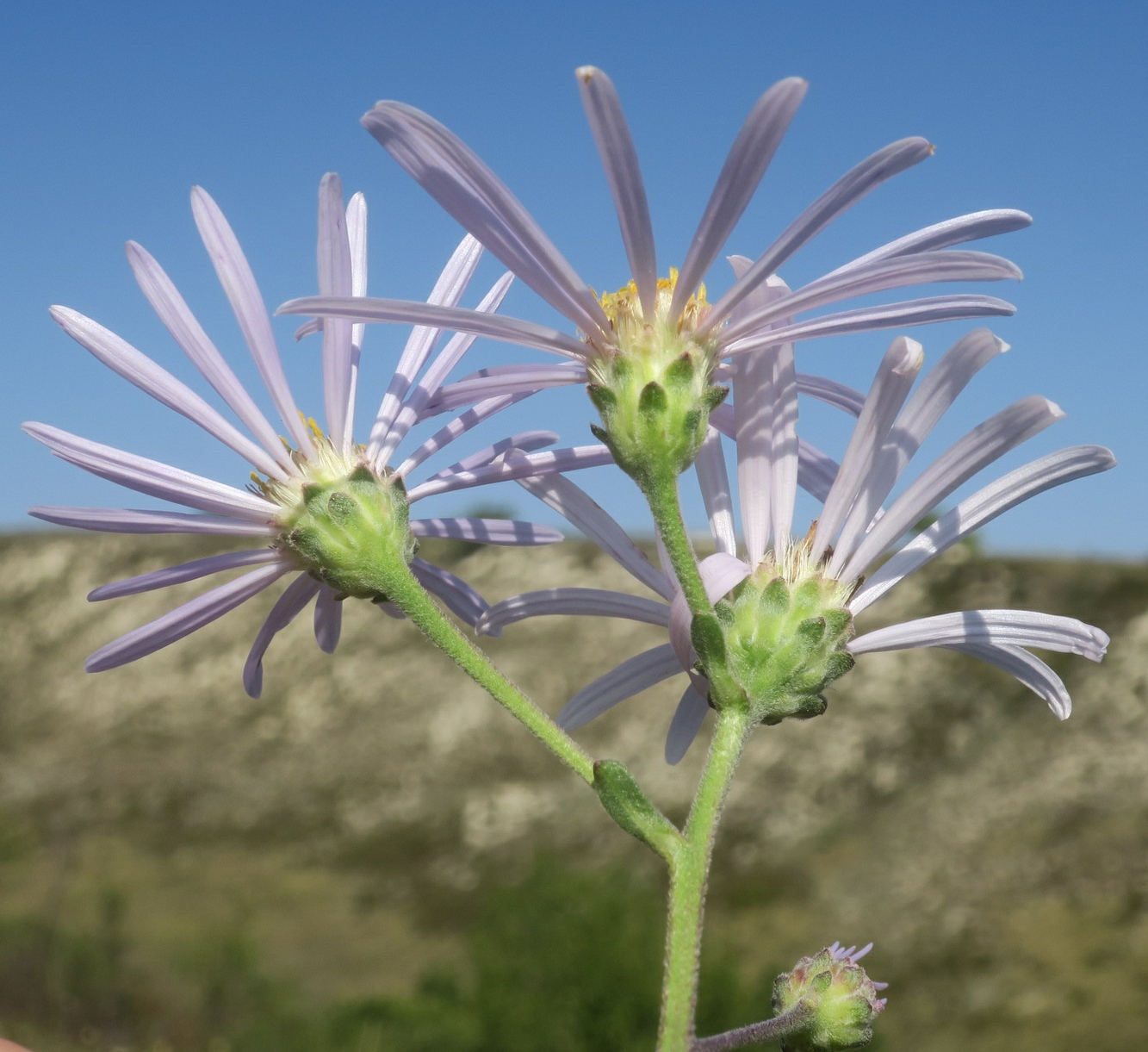 Изображение особи Aster bessarabicus.