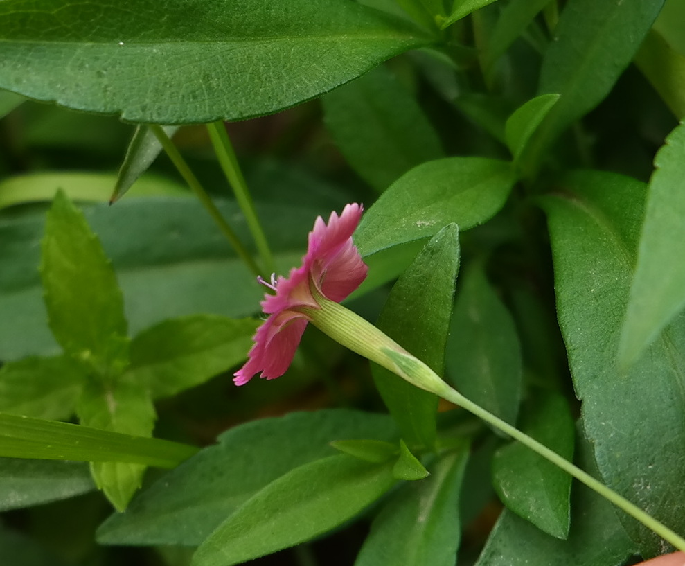 Image of genus Dianthus specimen.