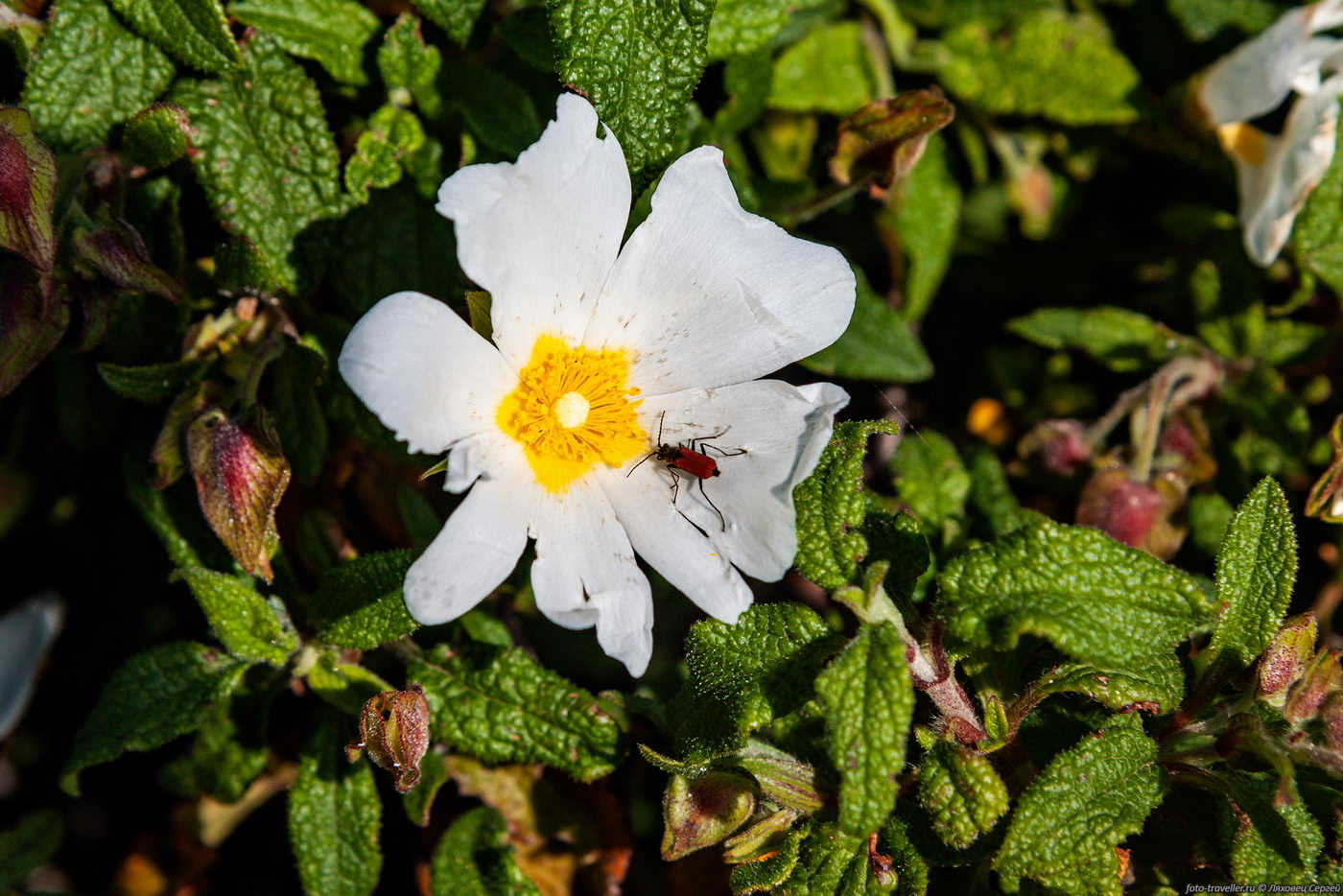 Image of Cistus salviifolius specimen.