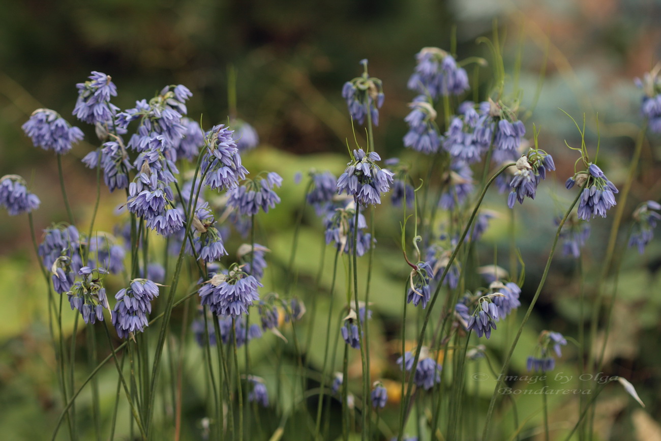 Image of Allium beesianum specimen.