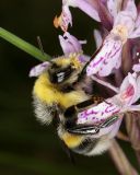 Dactylorhiza maculata