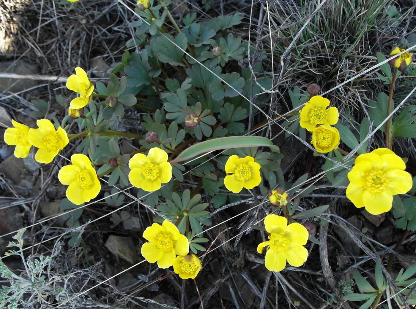 Изображение особи Ranunculus polyrhizos.