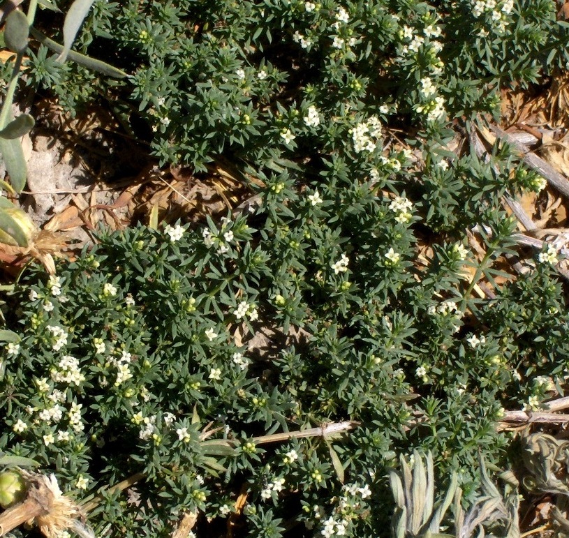Image of Galium humifusum specimen.