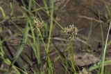Bolboschoenus planiculmis. Верхушки цветущих побегов. Сахалинская обл., Охинский р-н, окр. г. Оха, залив Уркт, заболоченный приморский луг. 23.07.2017.