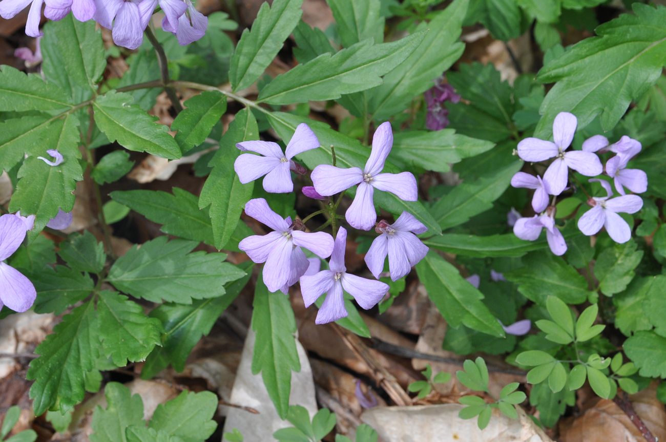 Image of Cardamine quinquefolia specimen.