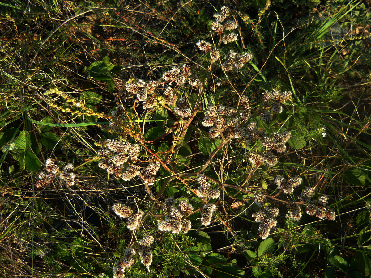 Изображение особи Goniolimon speciosum.