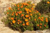 Lampranthus glaucoides. Цветущее растение (Lampranthus aurantiacus (DC.) Schwant). США, Калифорния, Сан-Франциско, Golden Gate Park, в озеленении. 17.02.2017.