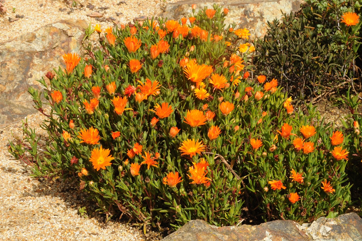 Image of Lampranthus glaucoides specimen.