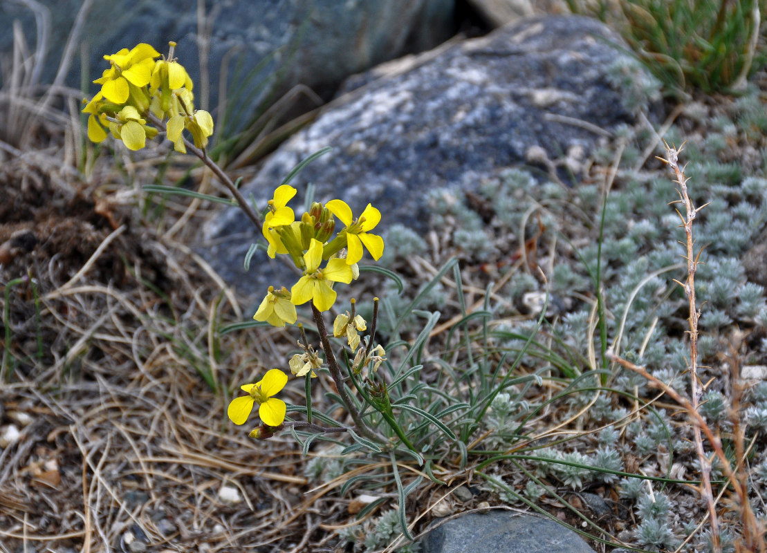 Image of Erysimum flavum specimen.