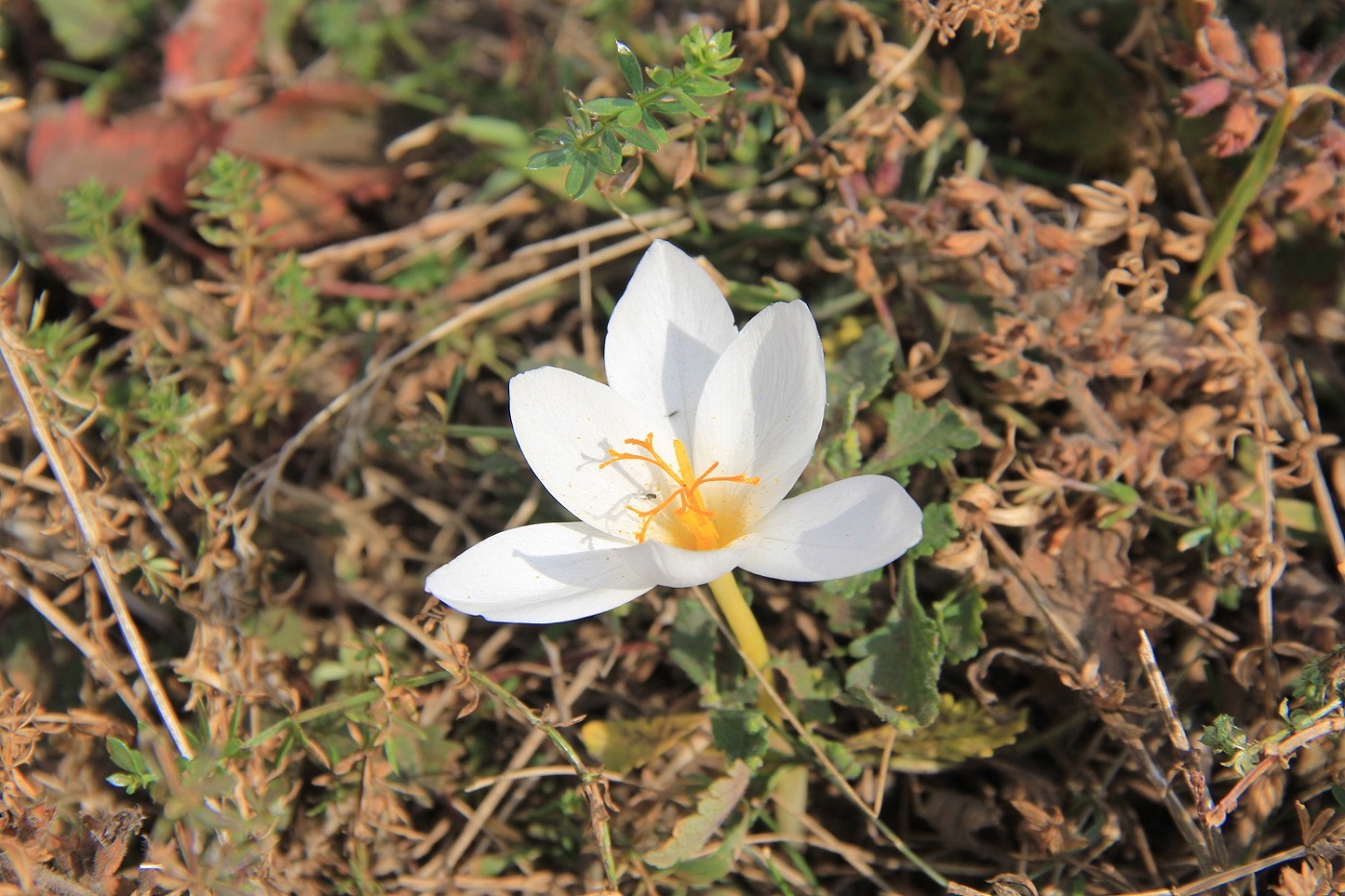 Image of Crocus speciosus specimen.