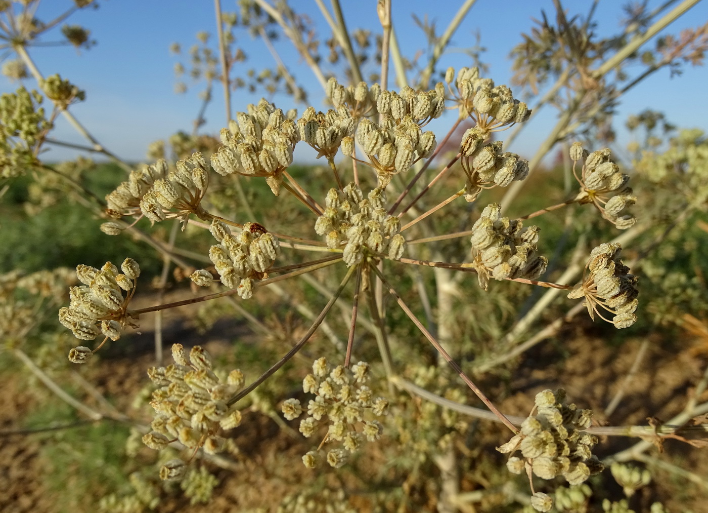 Изображение особи Prangos ornata.