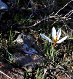 Crocus hartmannianus