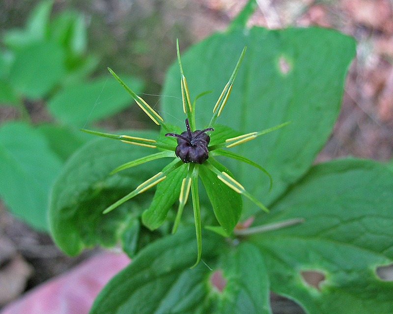 Image of Paris quadrifolia specimen.