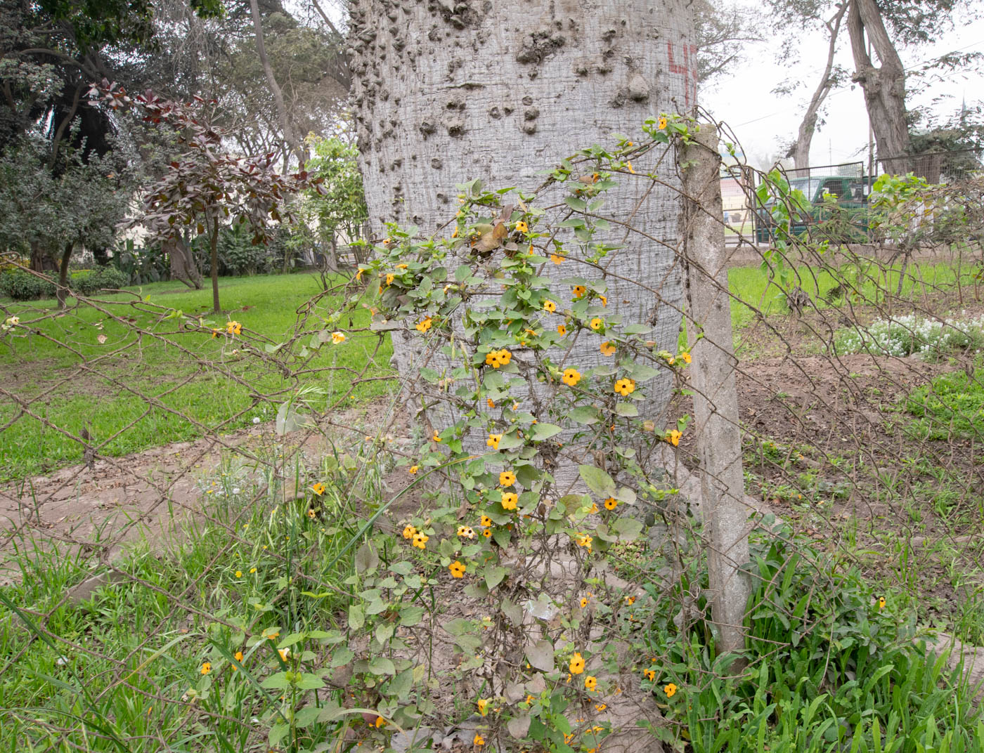 Image of Thunbergia alata specimen.