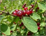 Lonicera xylosteum. Зрелые плоды. Тверская область, Ржевский р-он, р. Волга, окр. переката Рождественский. 30 июля 2010 г.