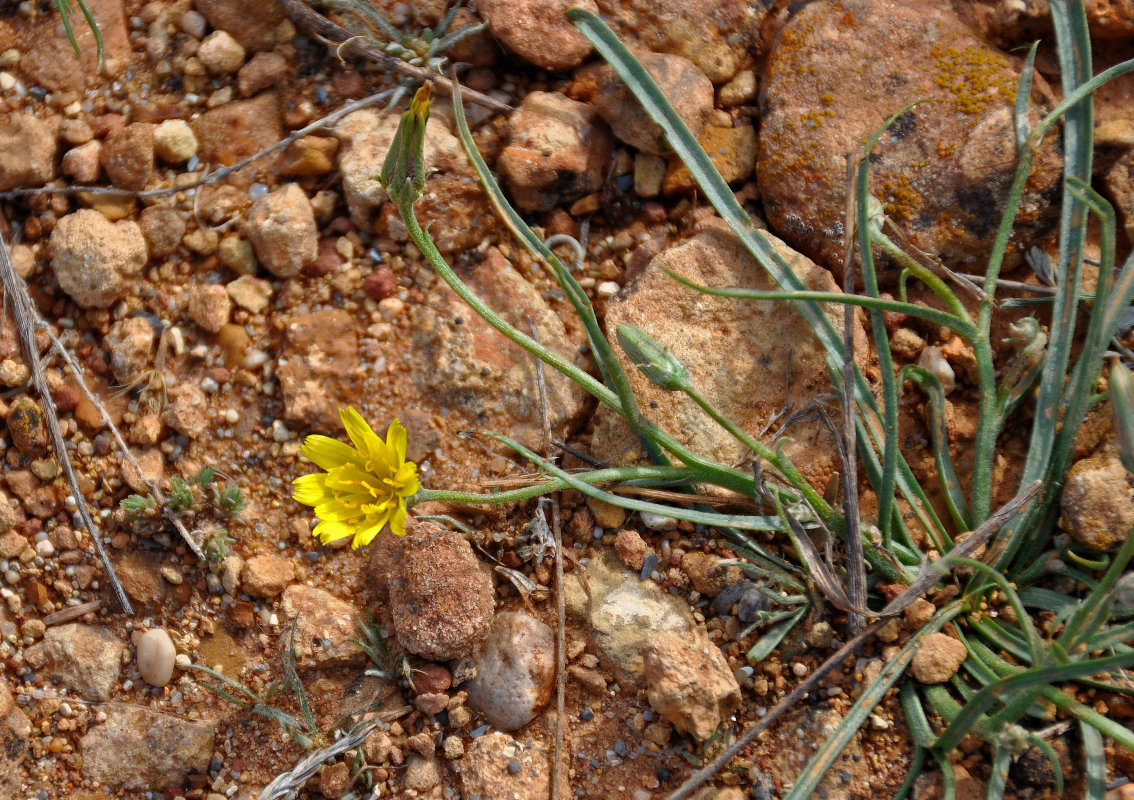 Image of genus Scorzonera specimen.