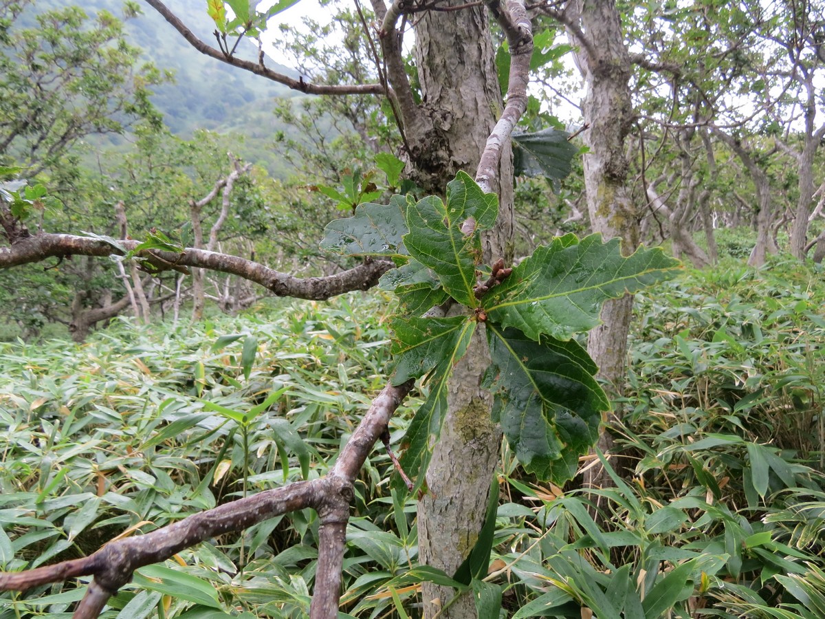 Изображение особи Quercus crispula.