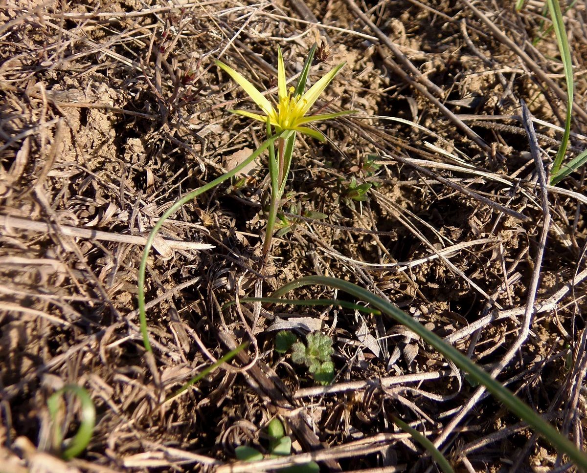 Изображение особи Gagea maeotica.