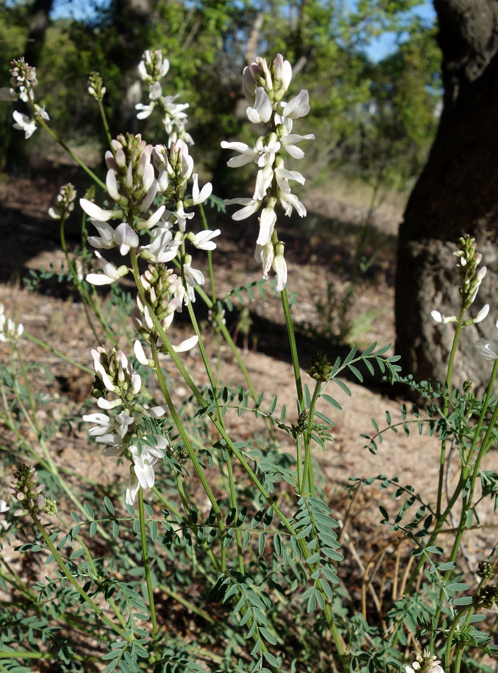 Изображение особи Astragalus pseudomacropterus.