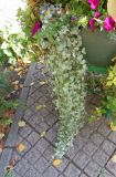 Dichondra argentea. Цветущее растение (сверху видны цветущие побеги петунии). Тверская обл., г. Тверь, городской сад, клумба. 19 сентября 2019 г.