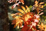 Sorbus aucuparia. Листья в осенней окраске. Карелия, Суоярвский р-н, берег оз. Таикинаярви, зеленомошный сосновый лес. 22.09.2019.