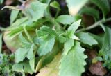 Arabis alpina
