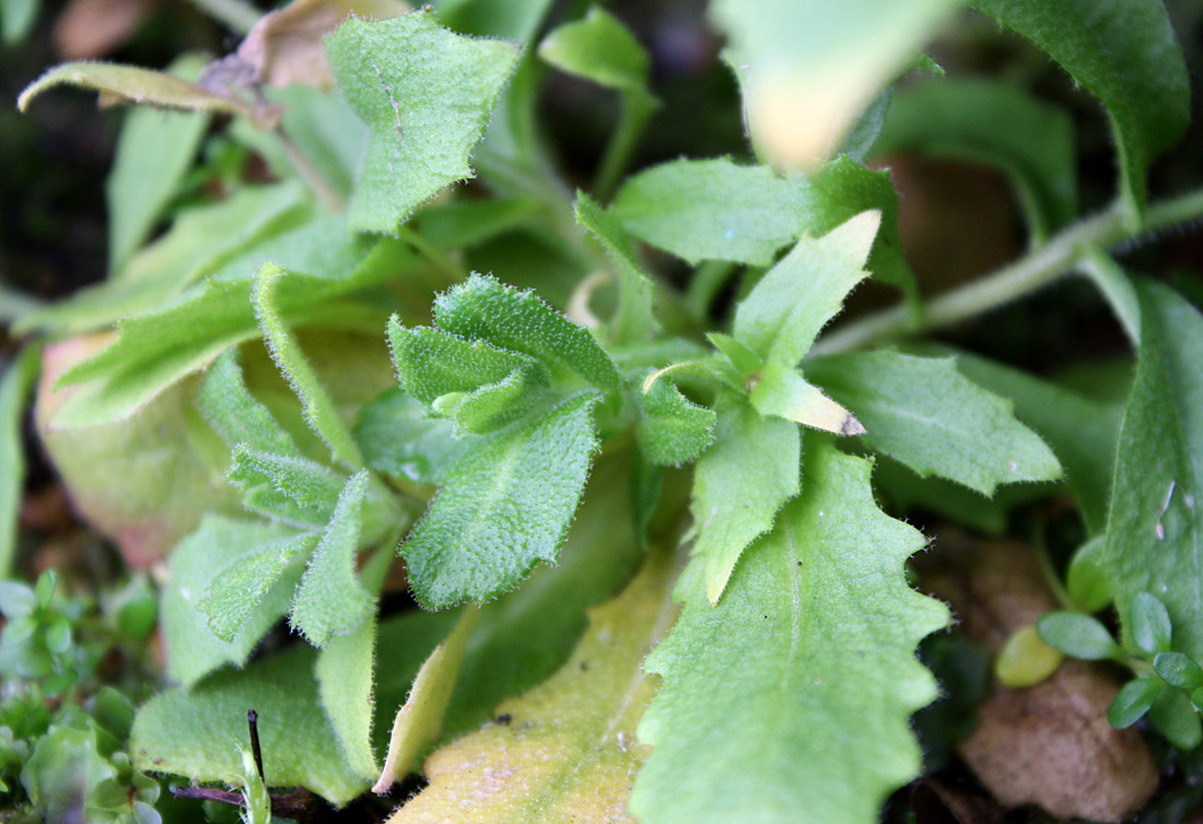 Изображение особи Arabis alpina.