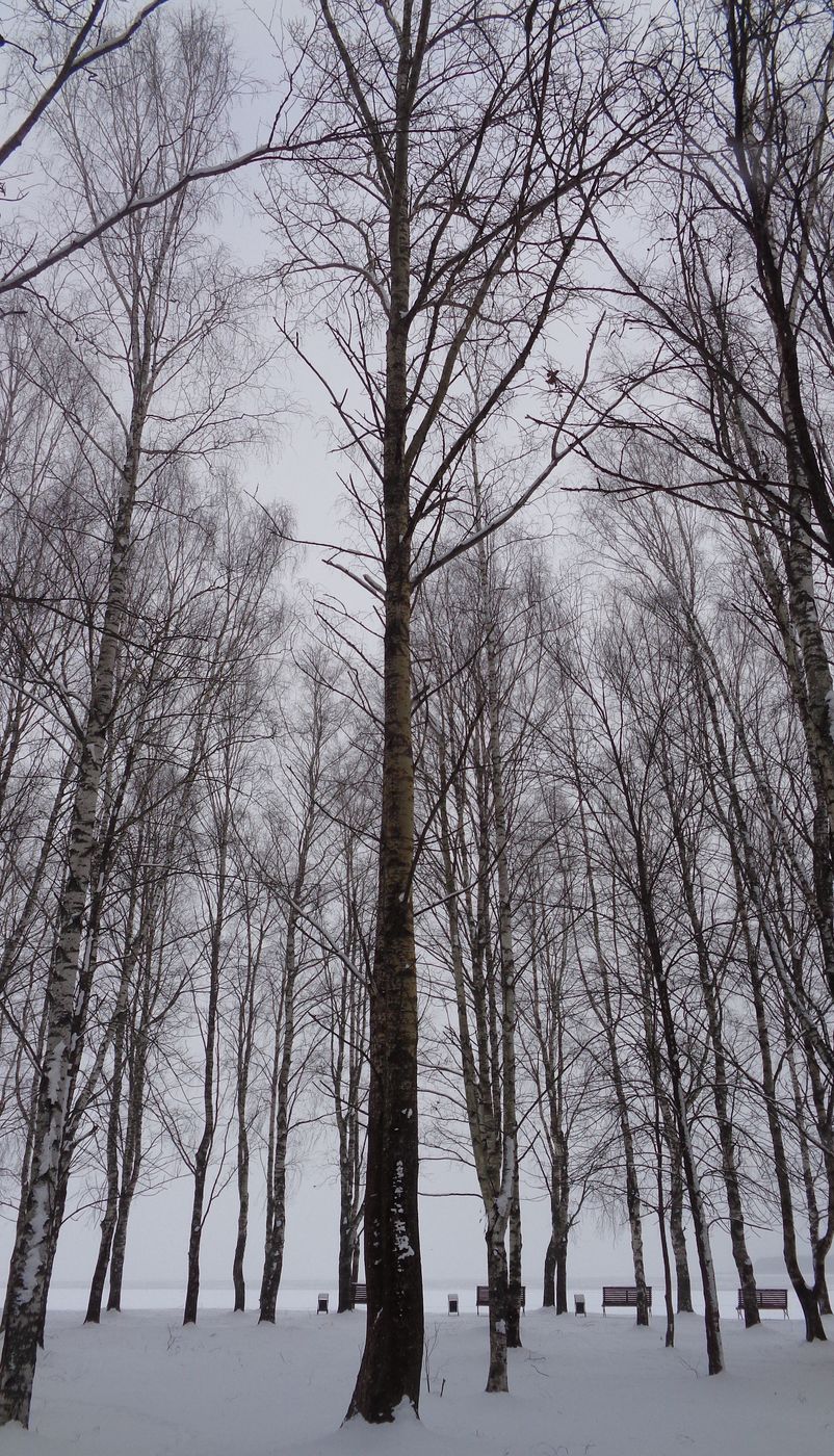 Image of Populus &times; sibirica specimen.