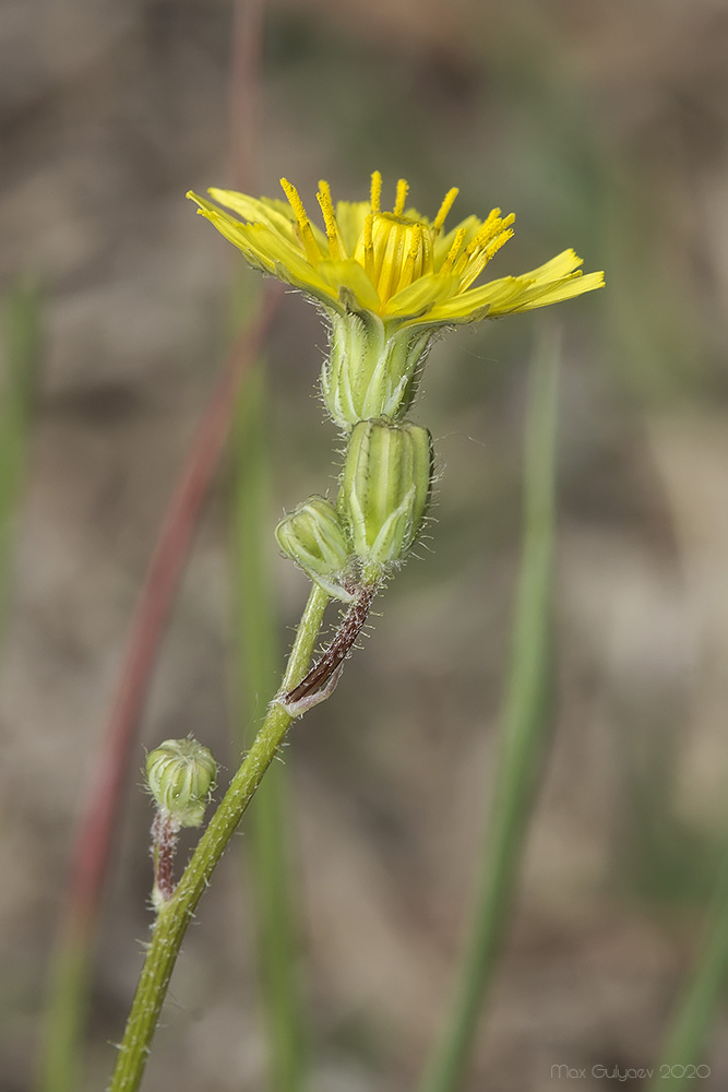 Image of Lagoseris sancta specimen.